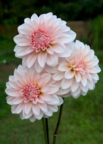 Dahlia RM Baby Girl