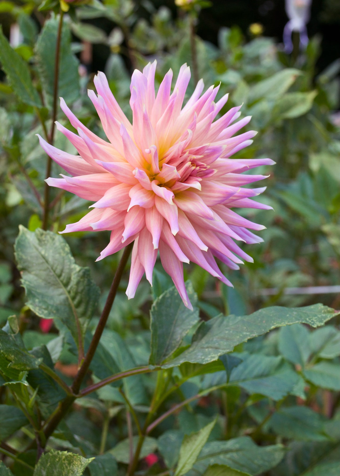Dahlia Wyn's Mauve Mist
