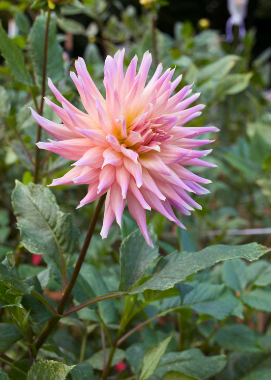 Dahlia Wyn's Mauve Mist