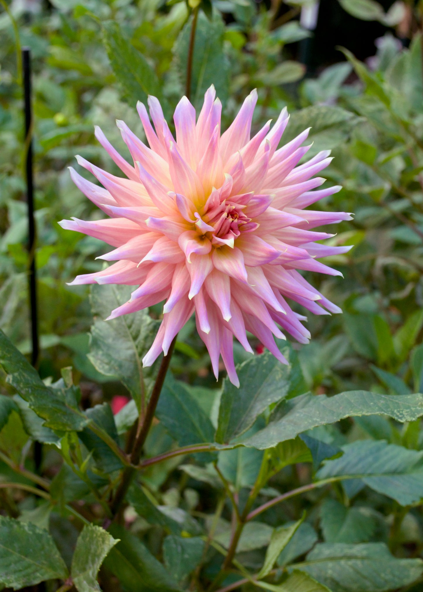 Dahlia Wyn's Mauve Mist