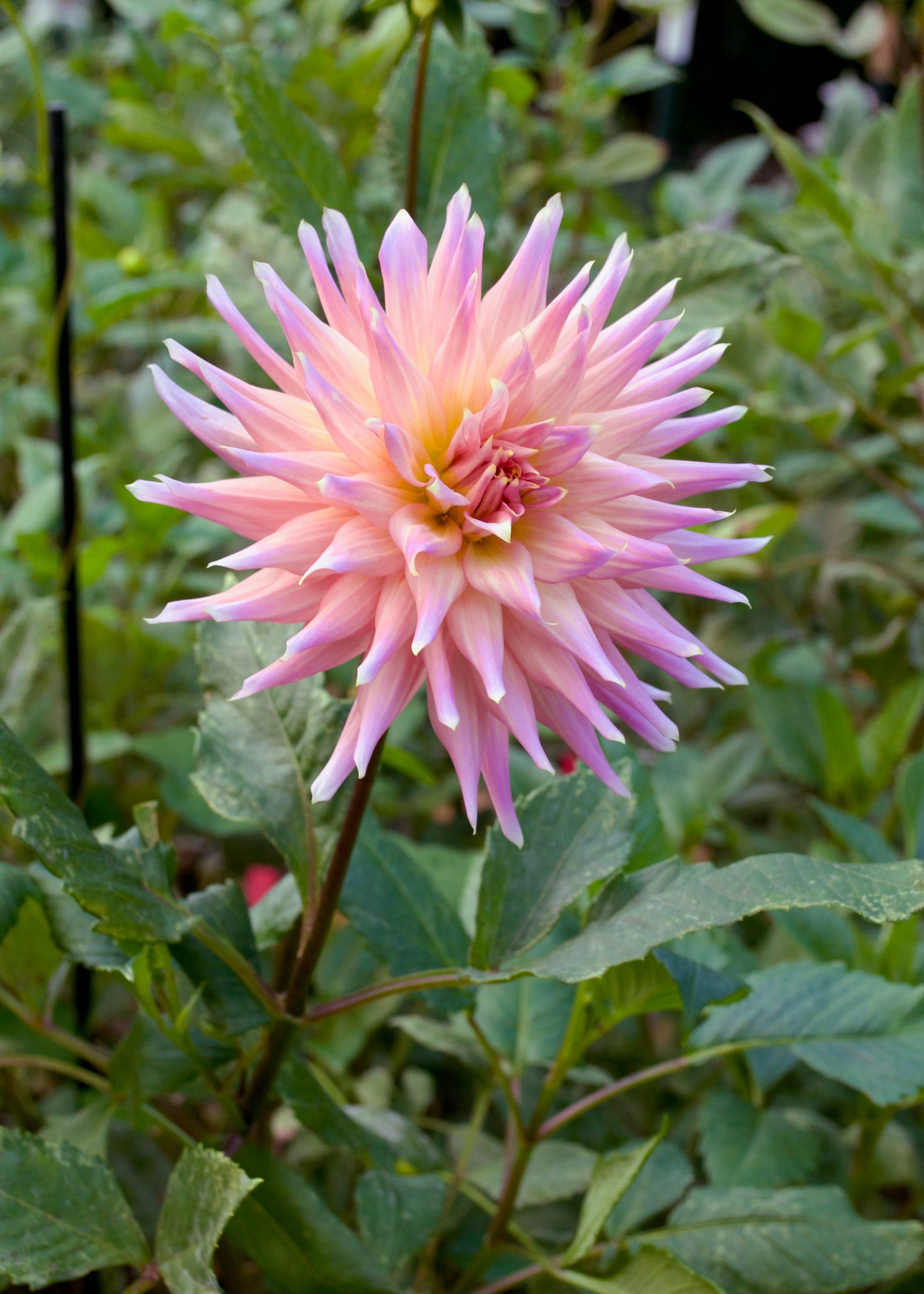 Dahlia Wyn's Mauve Mist