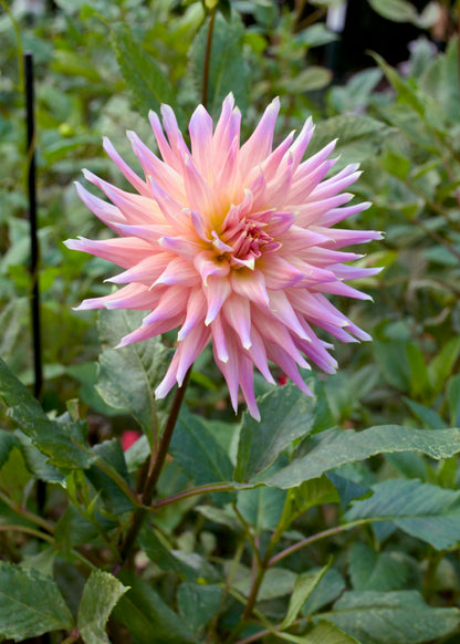 Dahlia Wyn's Mauve Mist