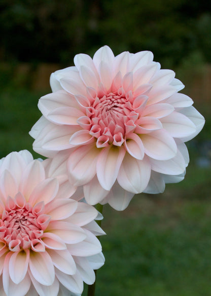 Dahlia RM Baby Girl