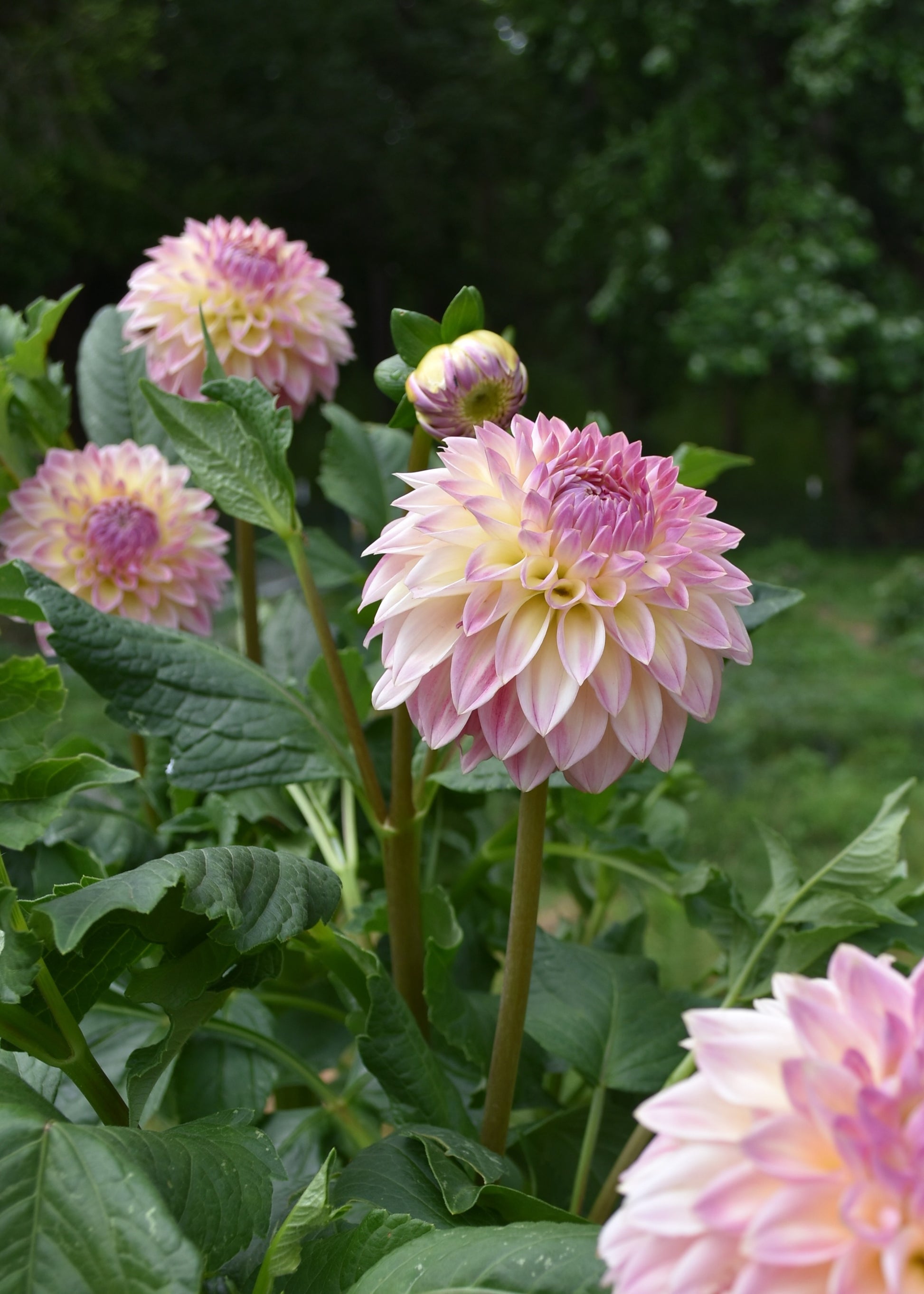 Dahlia Bloomquist Alan