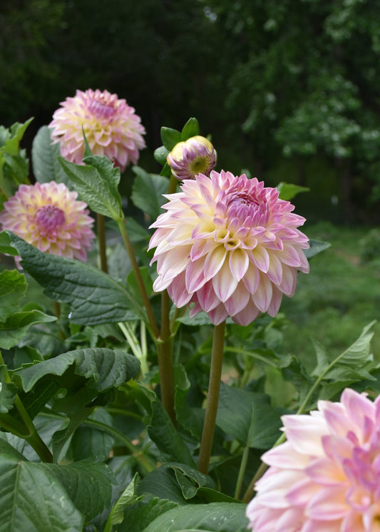 Dahlia Bloomquist Alan