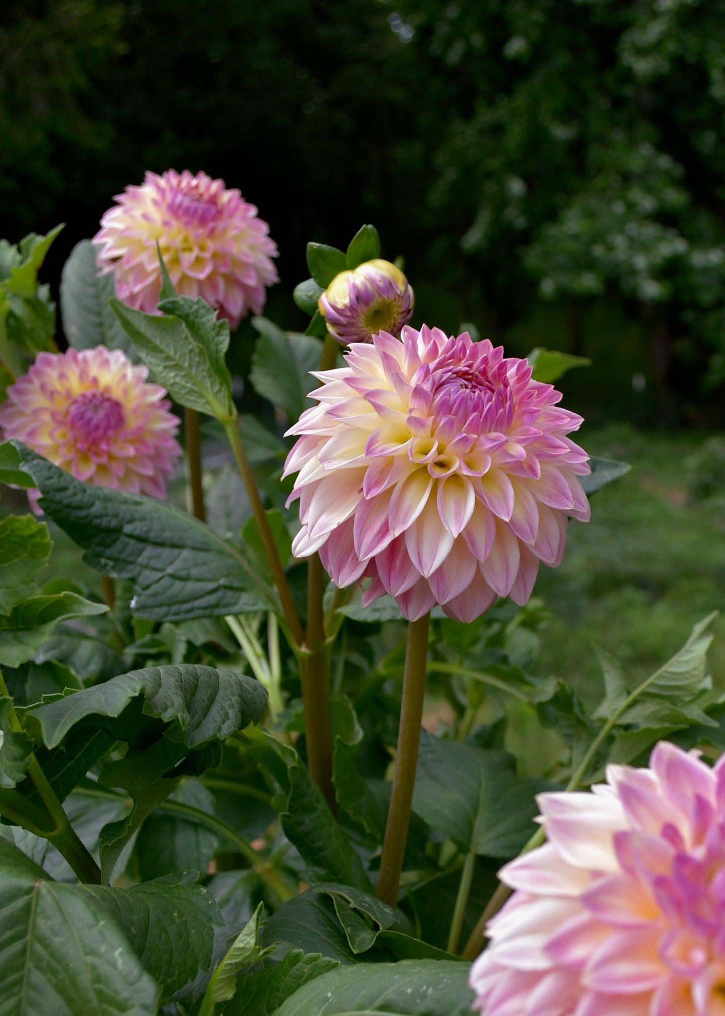 Bloomquist Alan - Grower's Grade 40% OFF