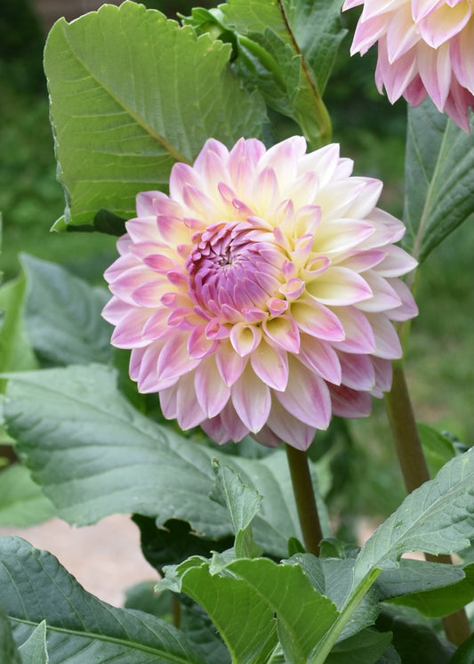 Dahlia Bloomquist Alan