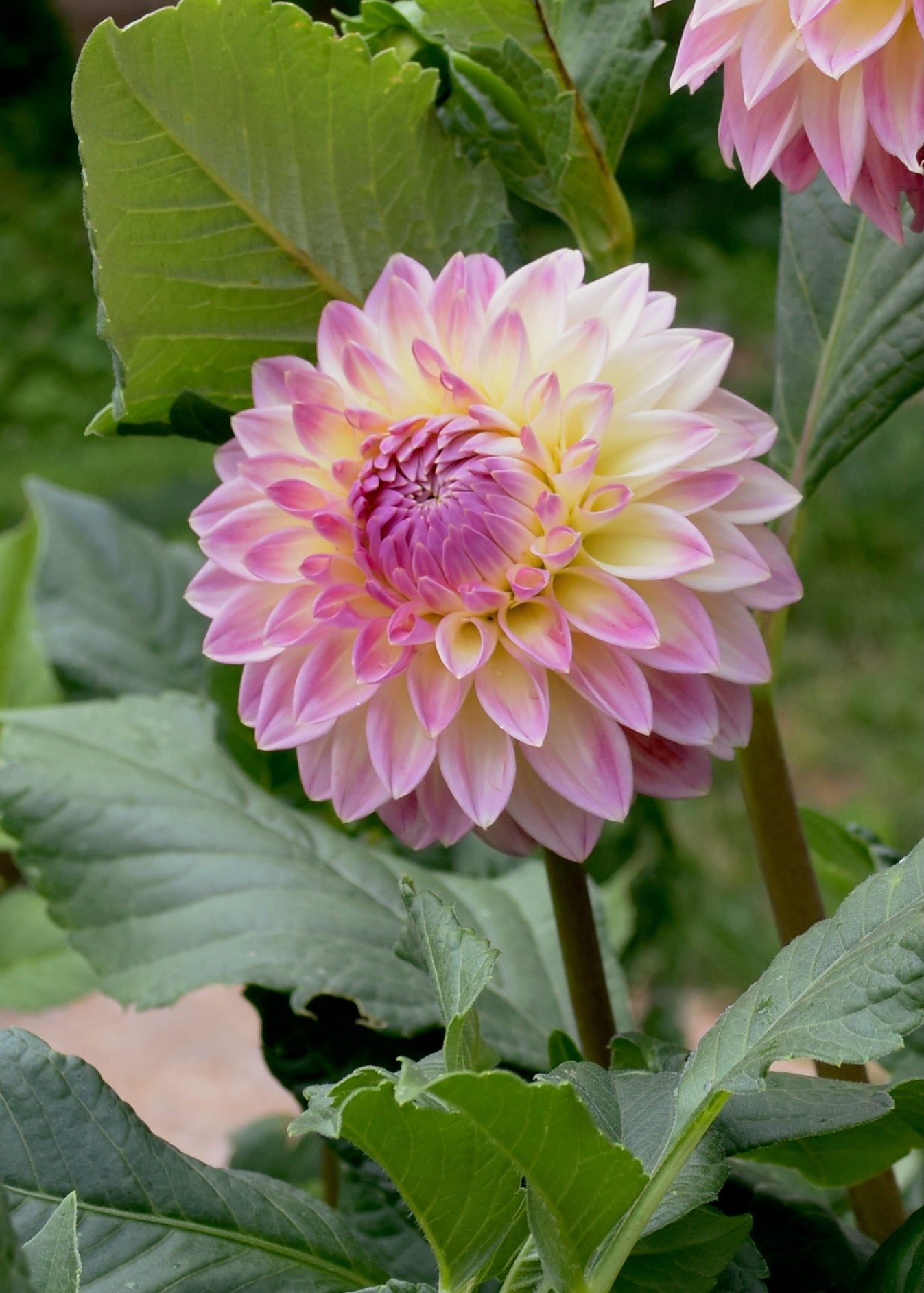 Bloomquist Alan - Grower's Grade 40% OFF