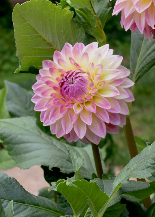 Bloomquist Alan - Grower's Grade 40% OFF