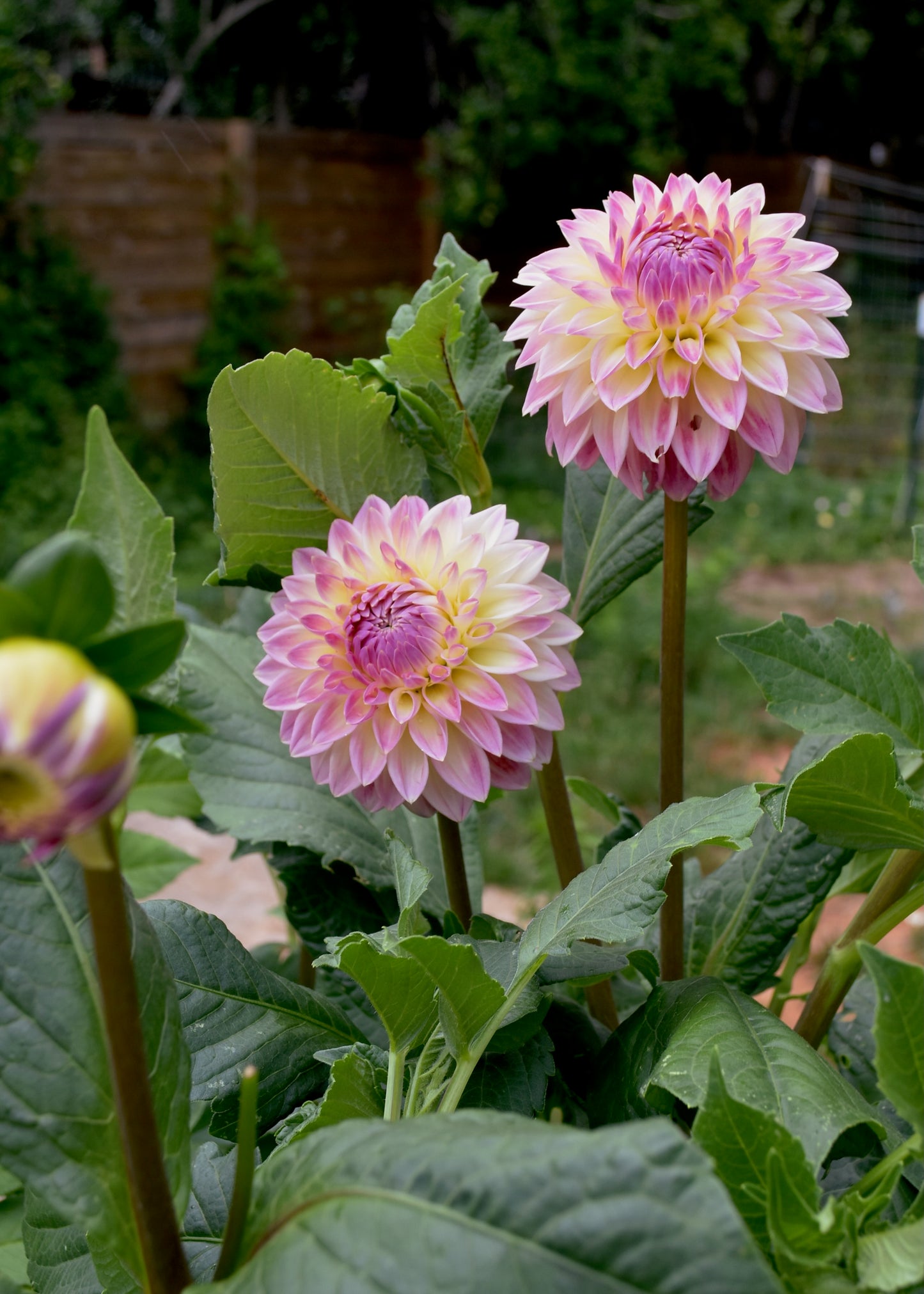 Bloomquist Alan - Grower's Grade 40% OFF