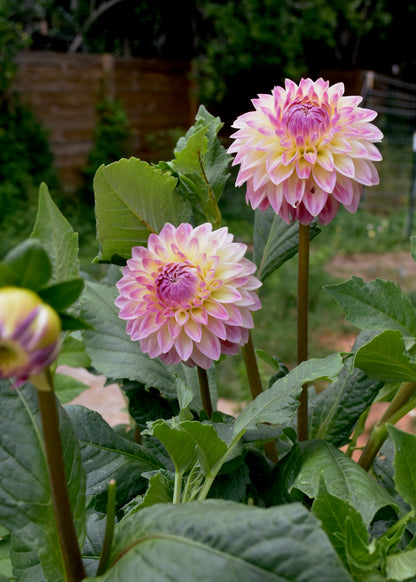 Bloomquist Alan - Grower's Grade 40% OFF