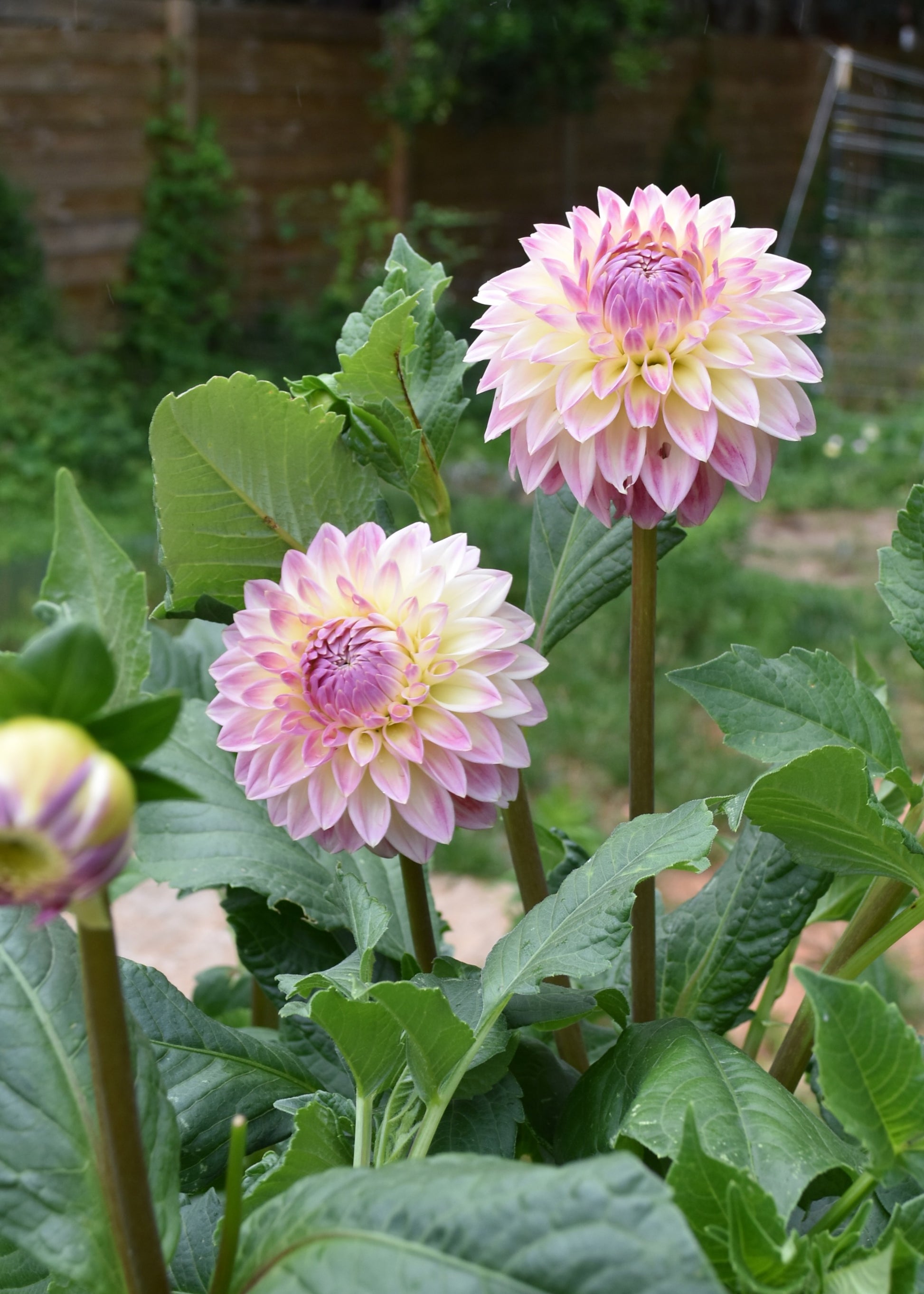 Dahlia Bloomquist Alan