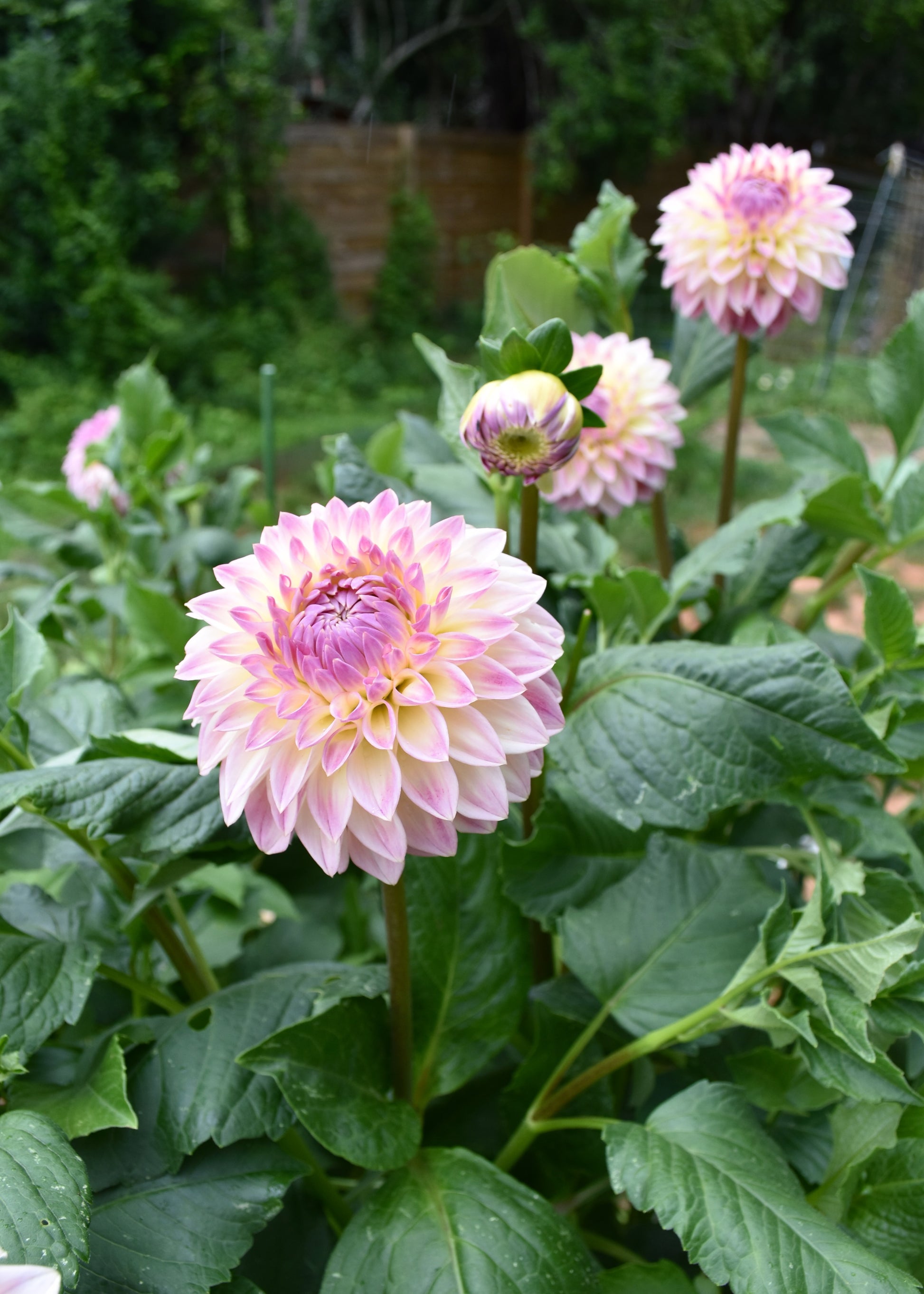 Dahlia Bloomquist Alan