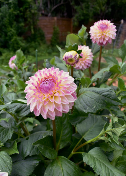 Bloomquist Alan - Grower's Grade 40% OFF
