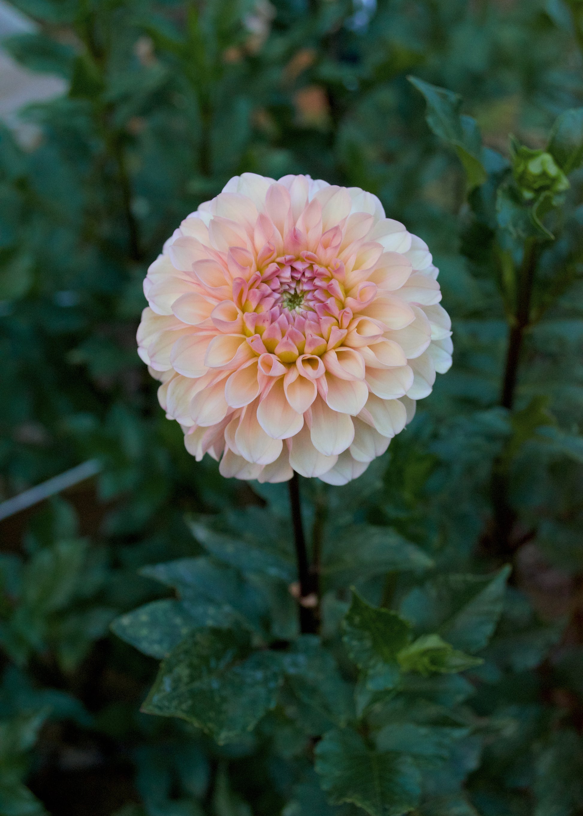 Levi's Revenant Dahlia