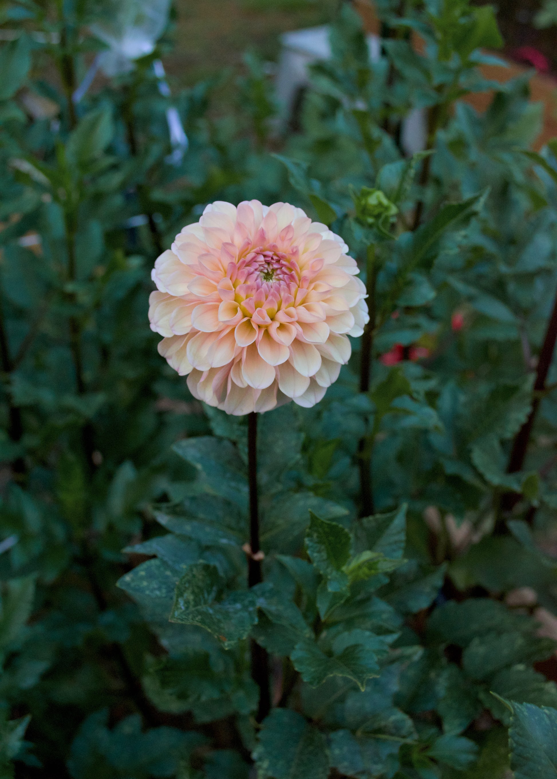Levi's Revenant Dahlia