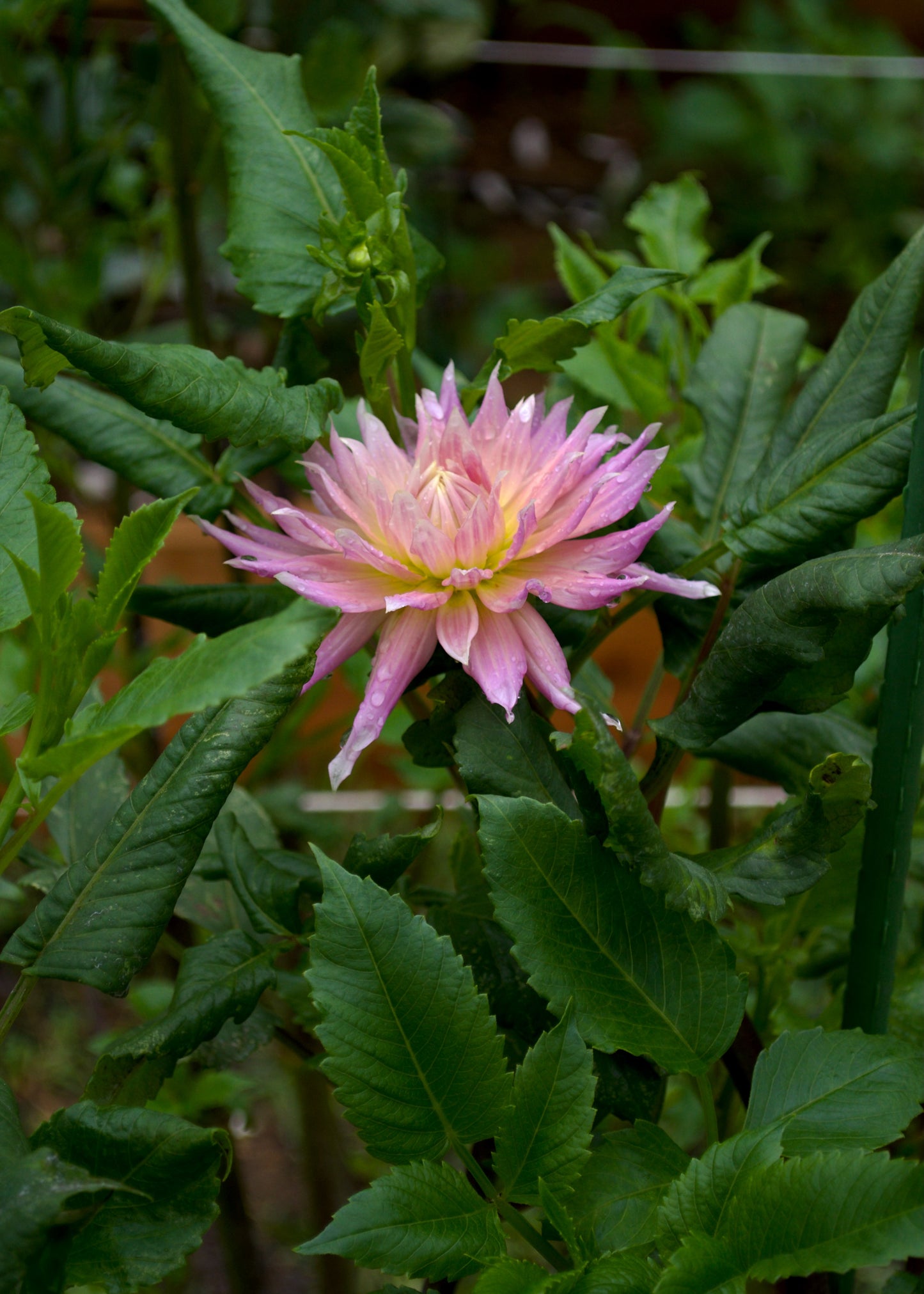 Dahlia Wyn's Mauve Mist