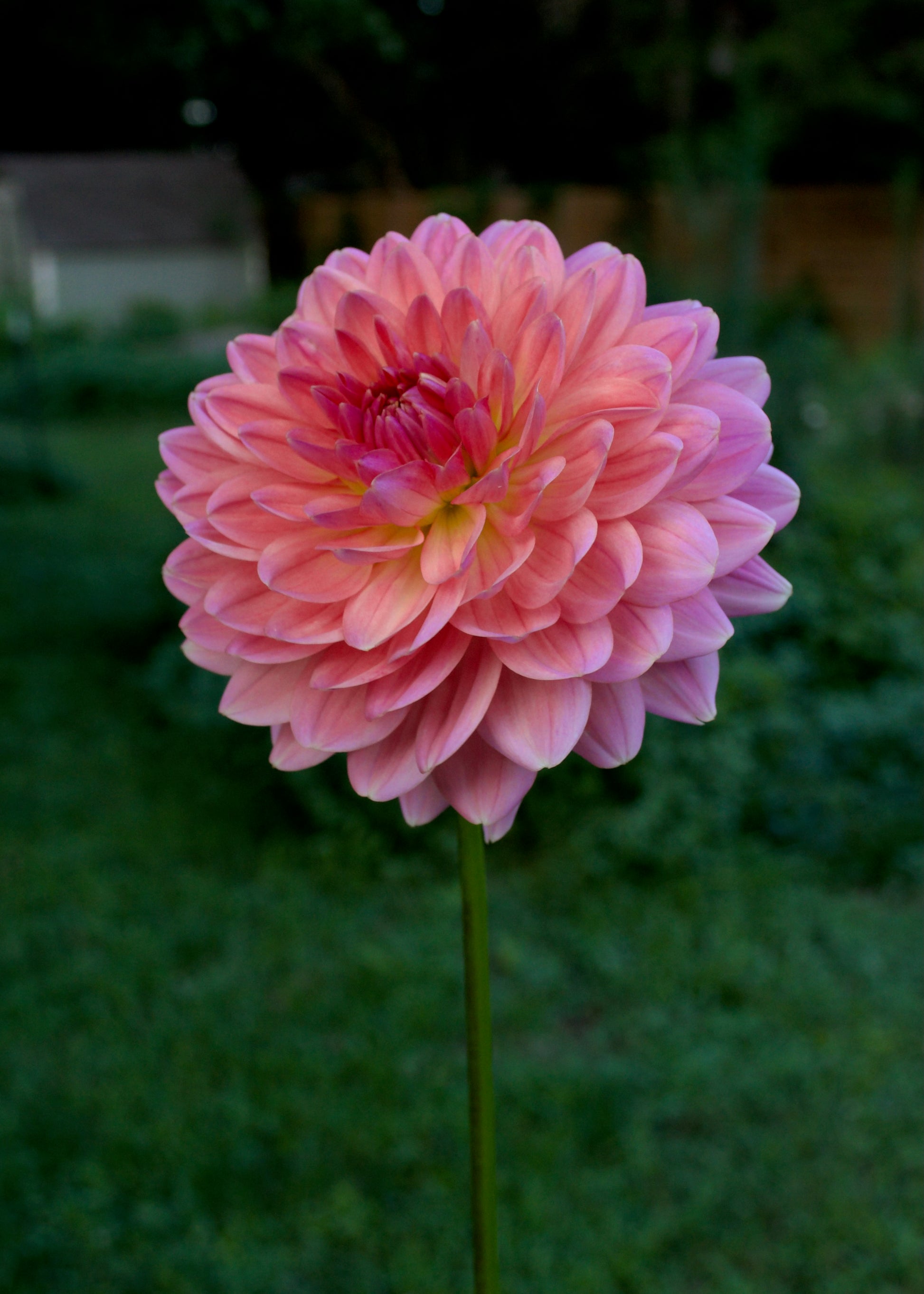 Dahlia Fawn