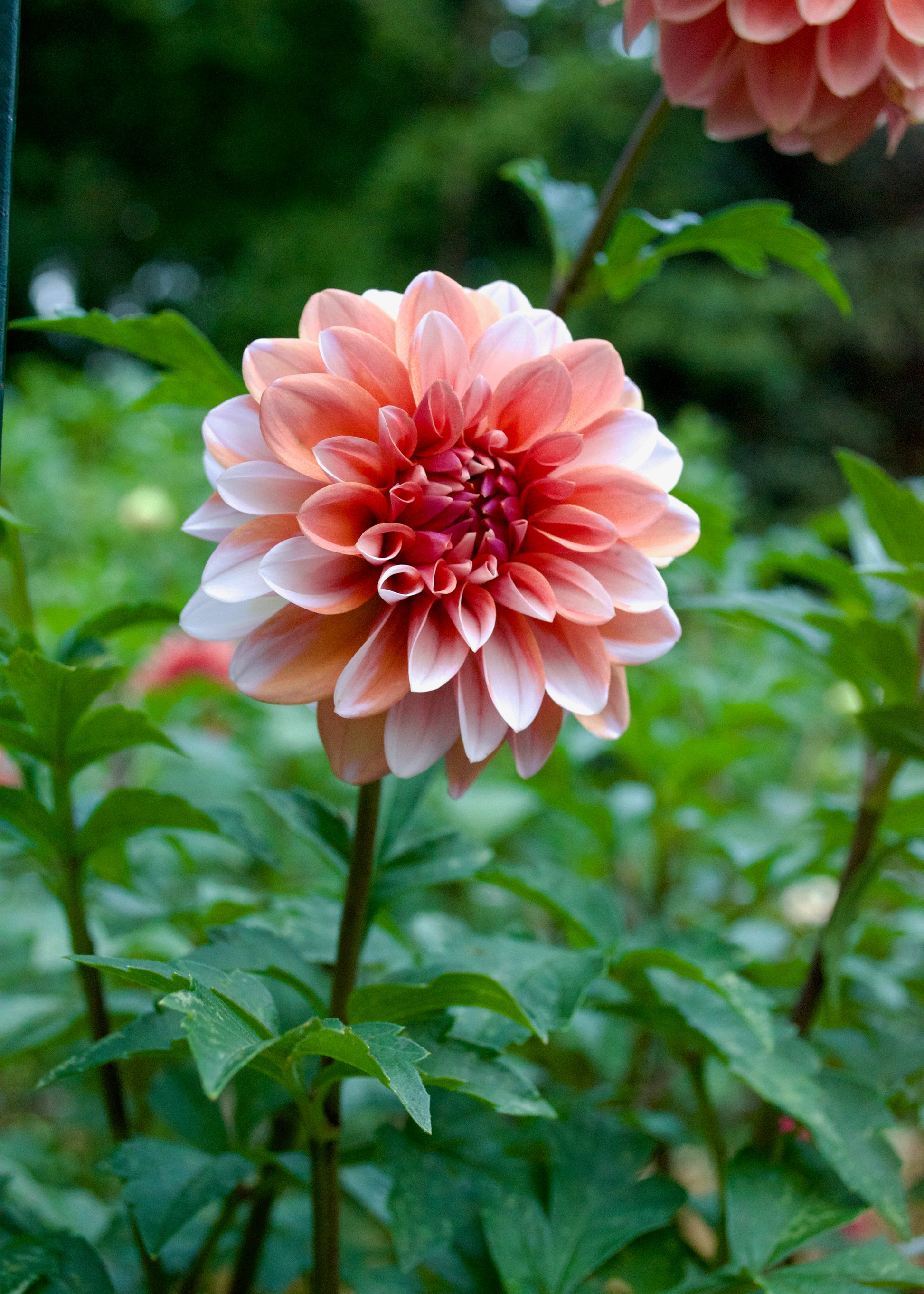 Dahlia RM Baby Girl