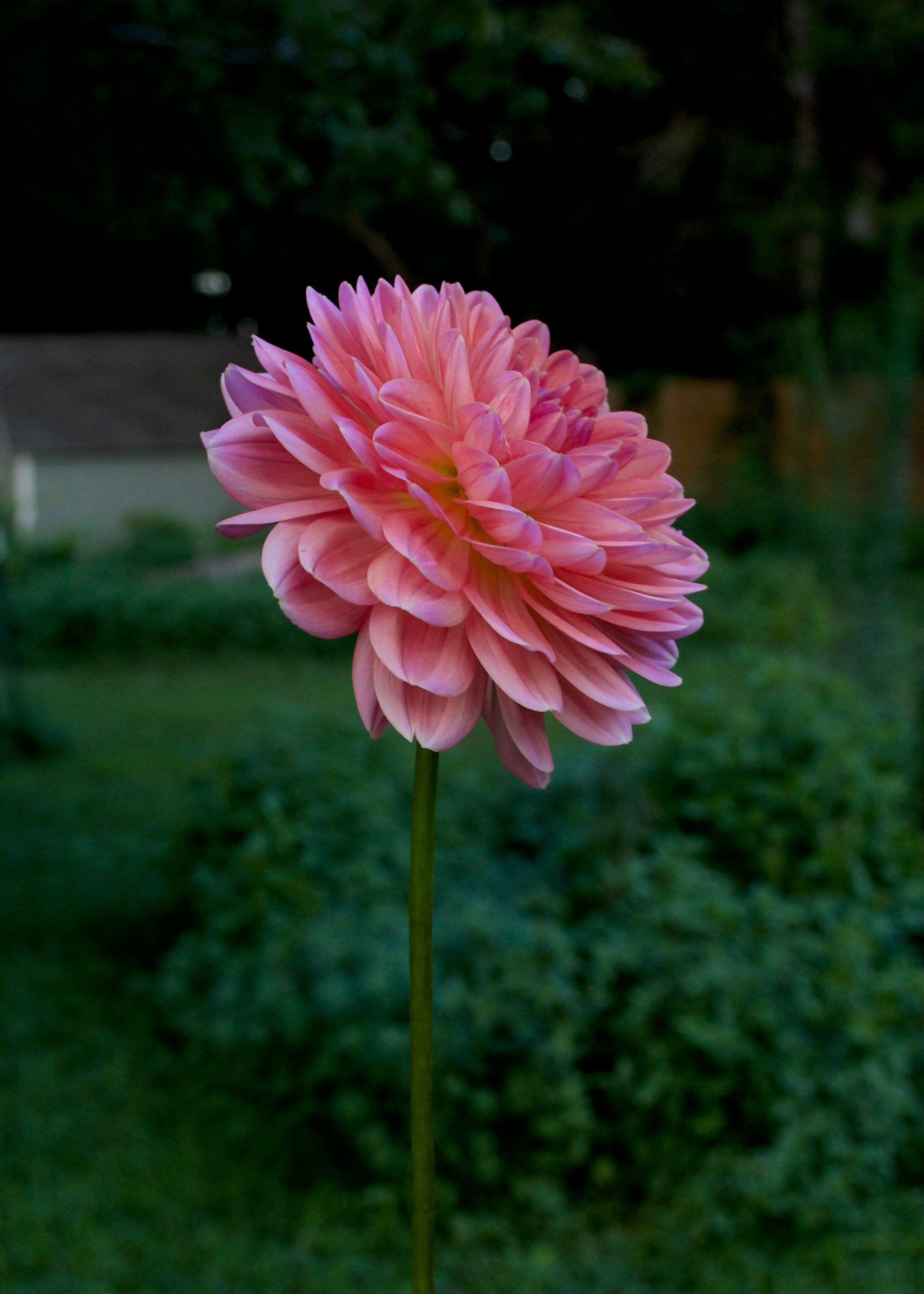 Dahlia Fawn