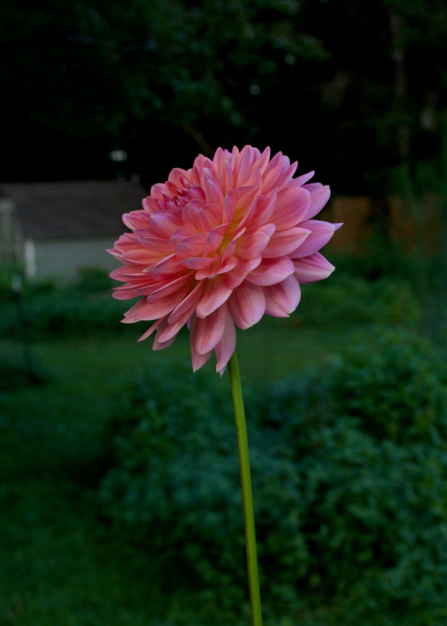 Dahlia Fawn