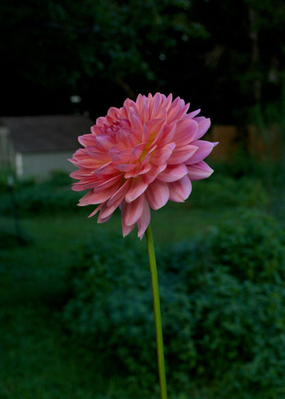 Dahlia Fawn
