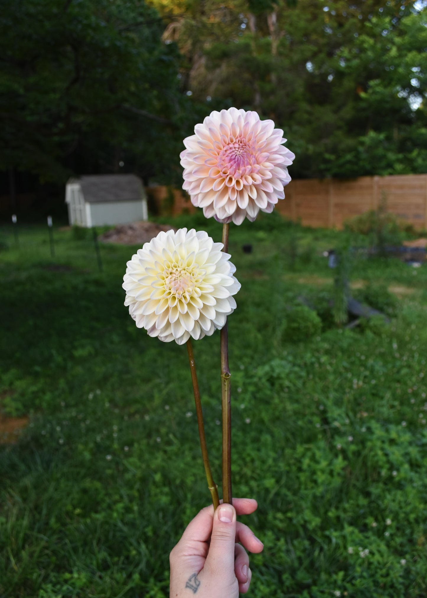 Dahlia Coralie