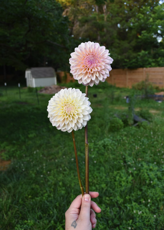 Dahlia Coralie