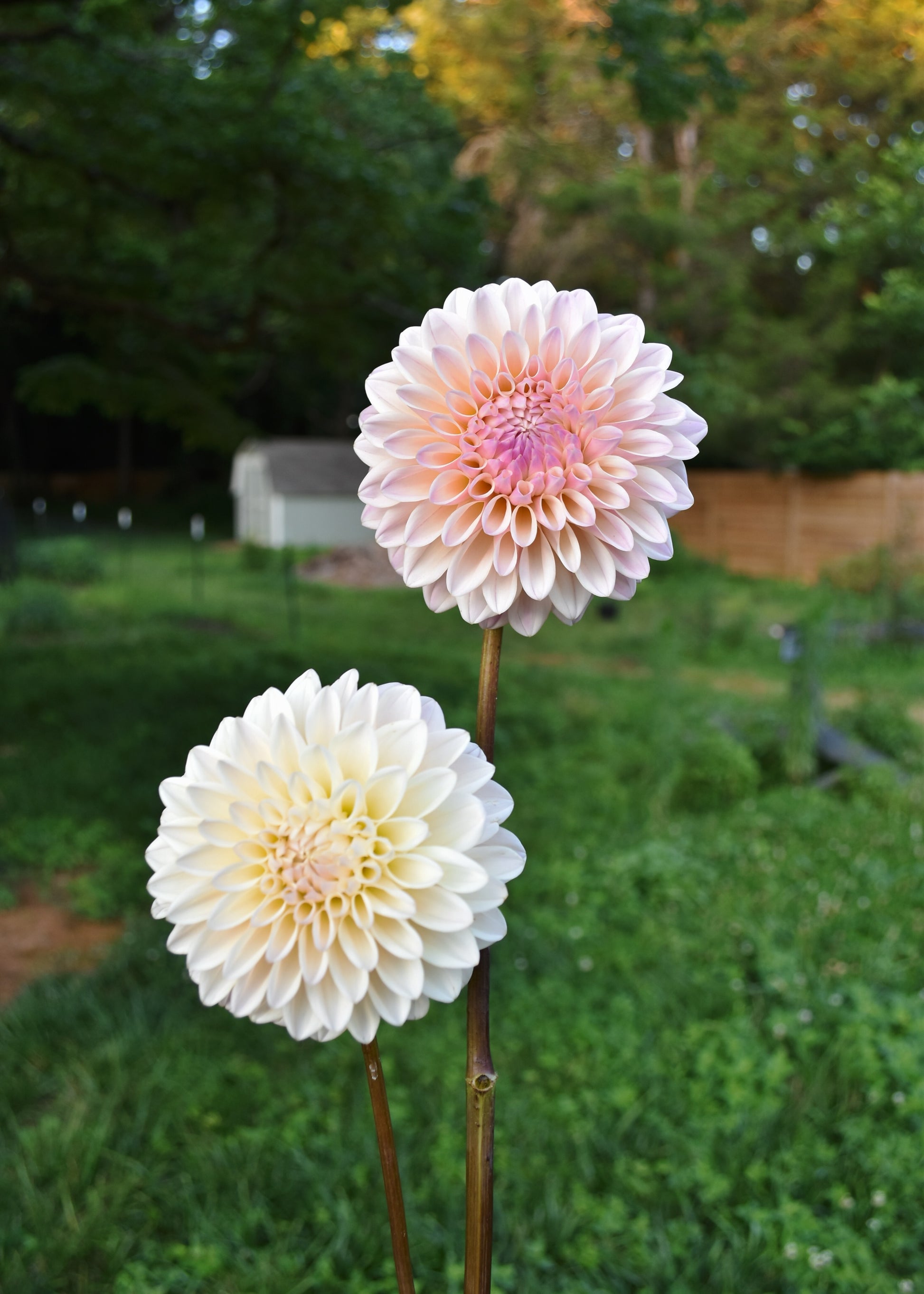 Dahlia Coralie