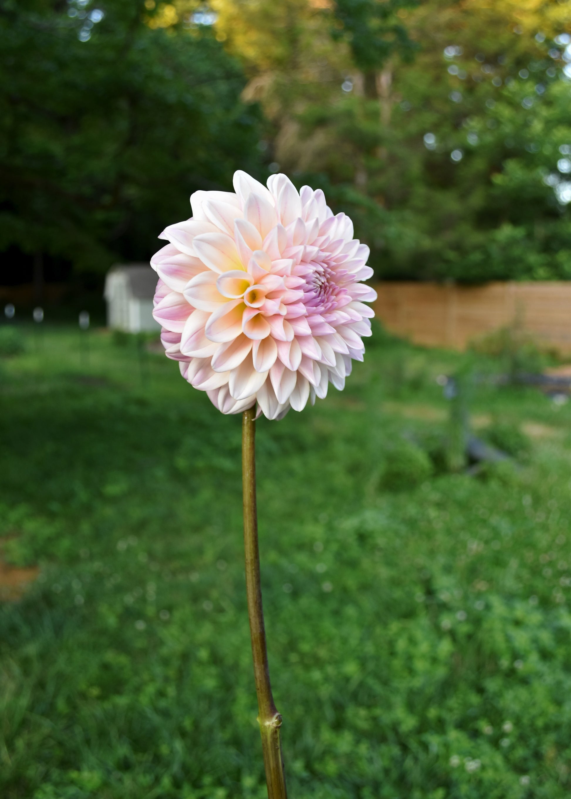 Dahlia Coralie
