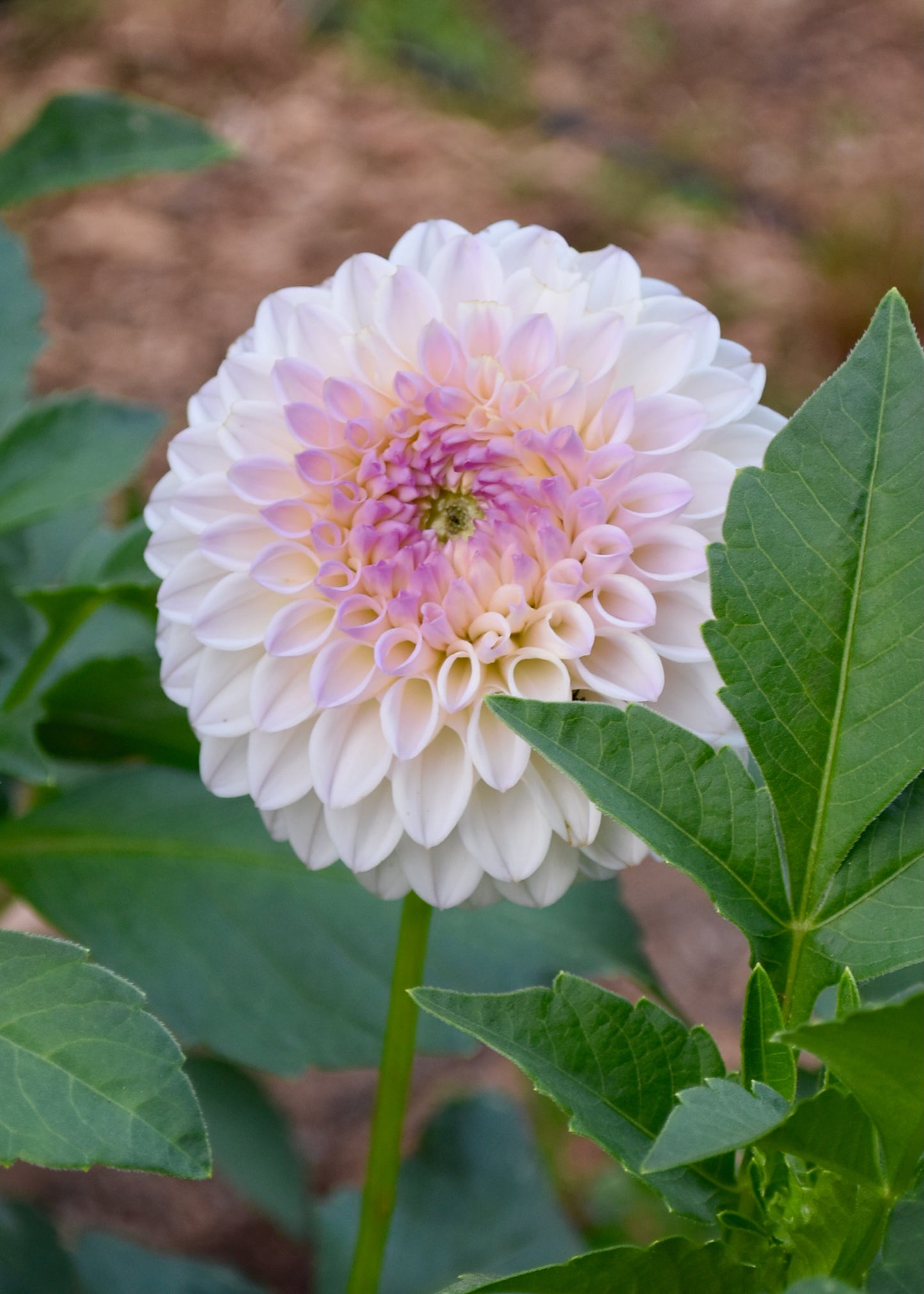 Pink Pearl - Grower's Grade 40% OFF