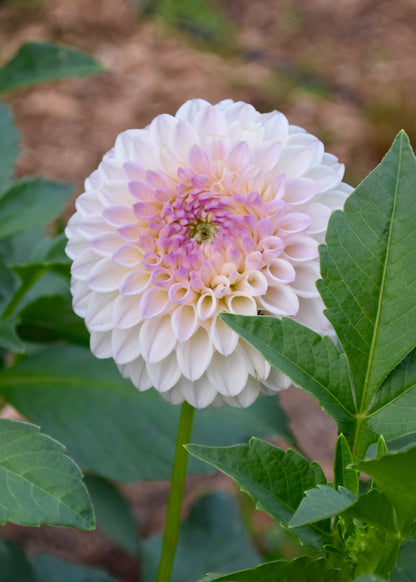 Pink Pearl - Grower's Grade 40% OFF