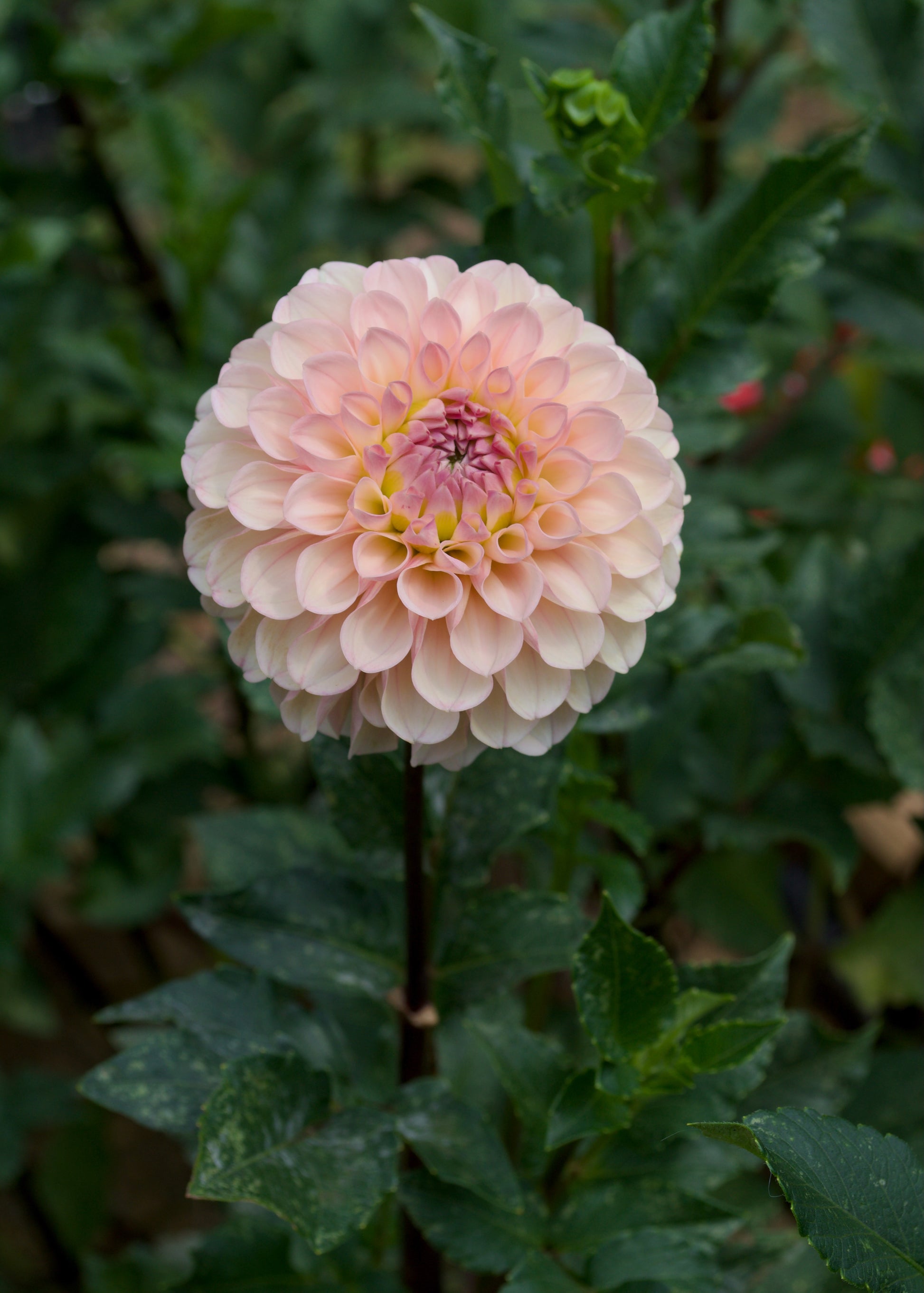 Levi's Revenant Dahlia