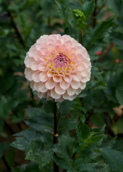 Levi's Revenant Dahlia