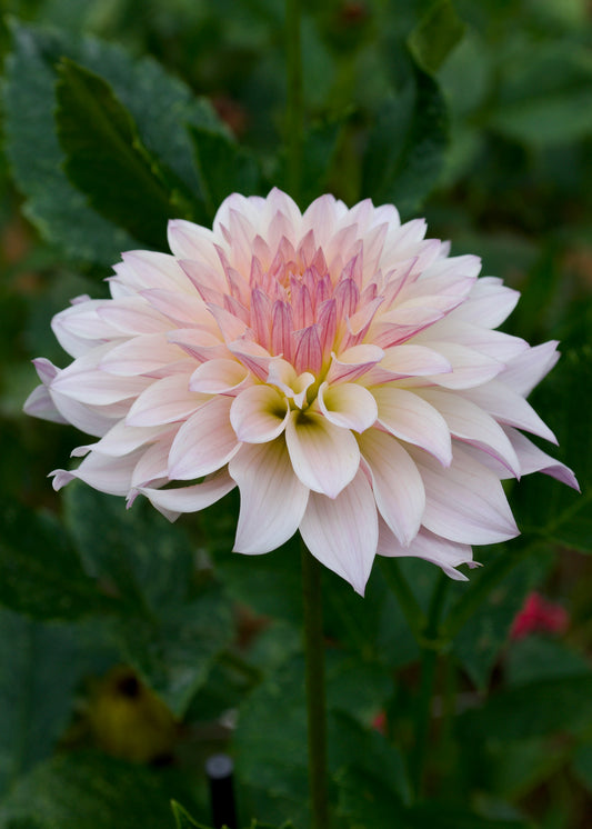 Dahlia Bloomquist Compare