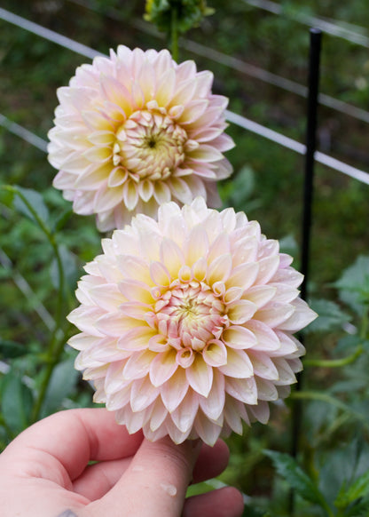 Dahlia Skipley Spot of Gold