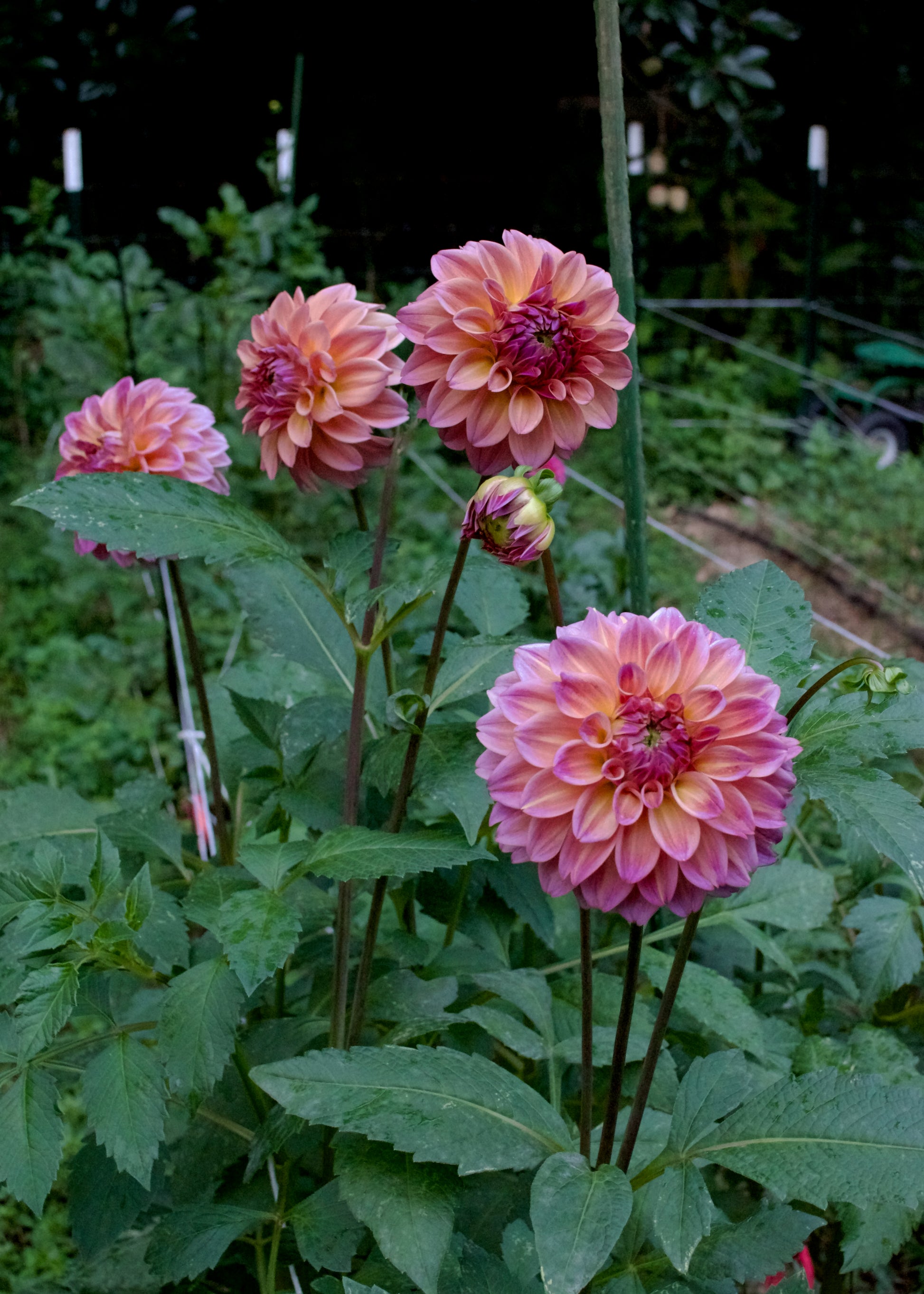 Dahlia Bloomquist Dave