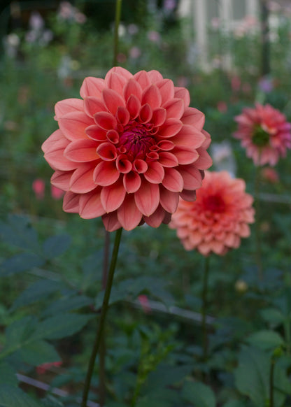 Dahlia RM Baby Girl