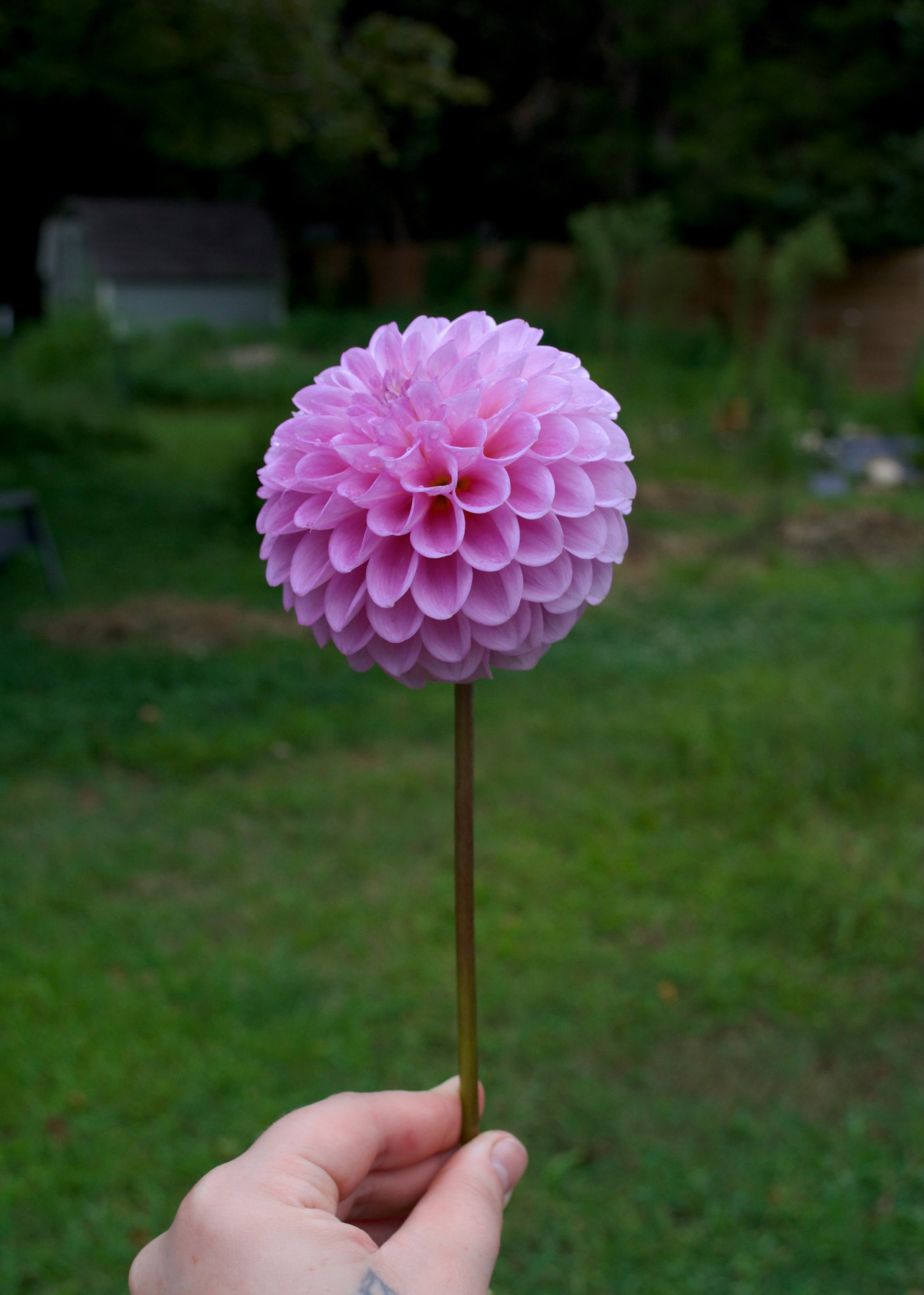 Dahlia 20th Ave Old Major