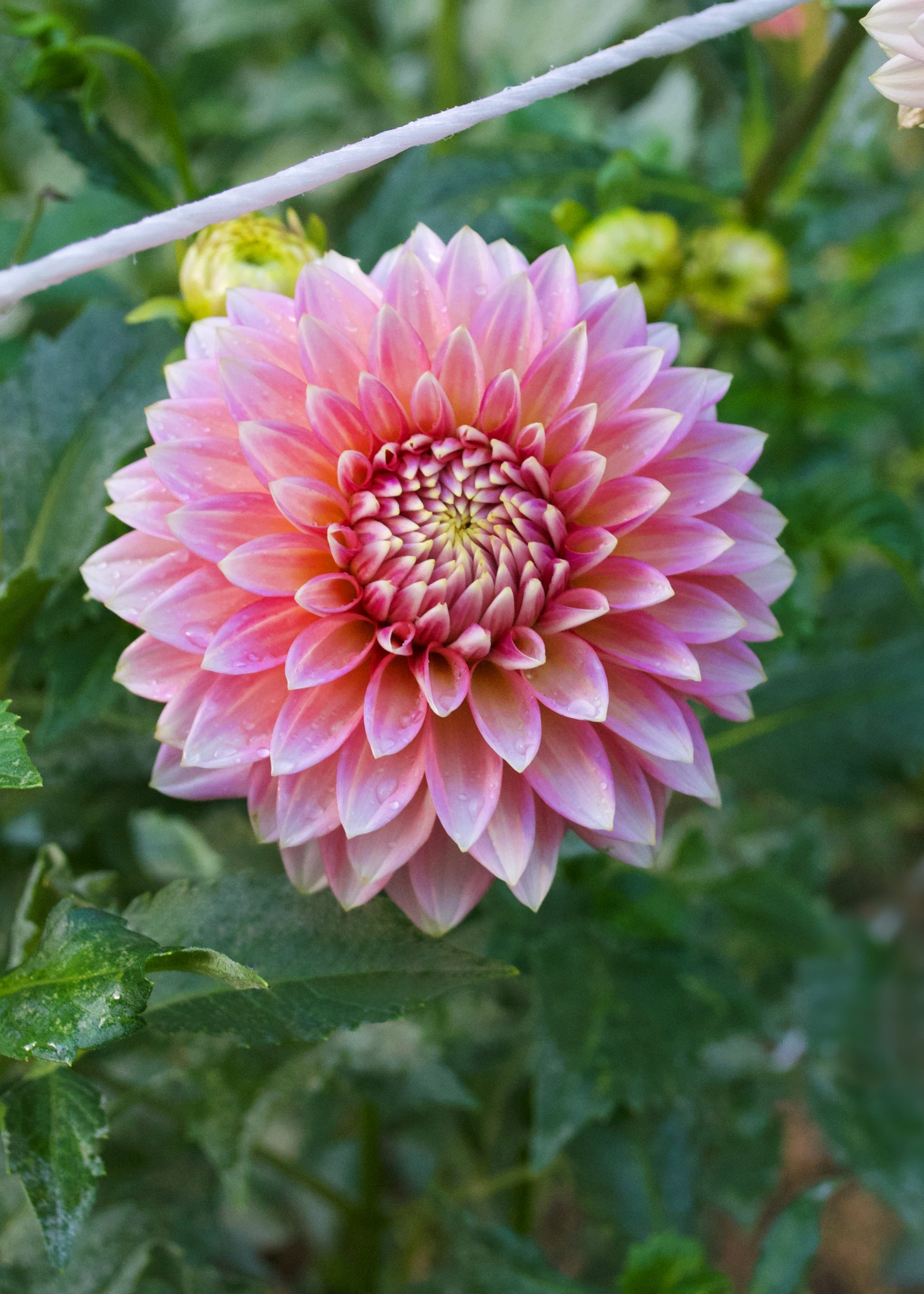 Dahlia Bloomquist Mojo