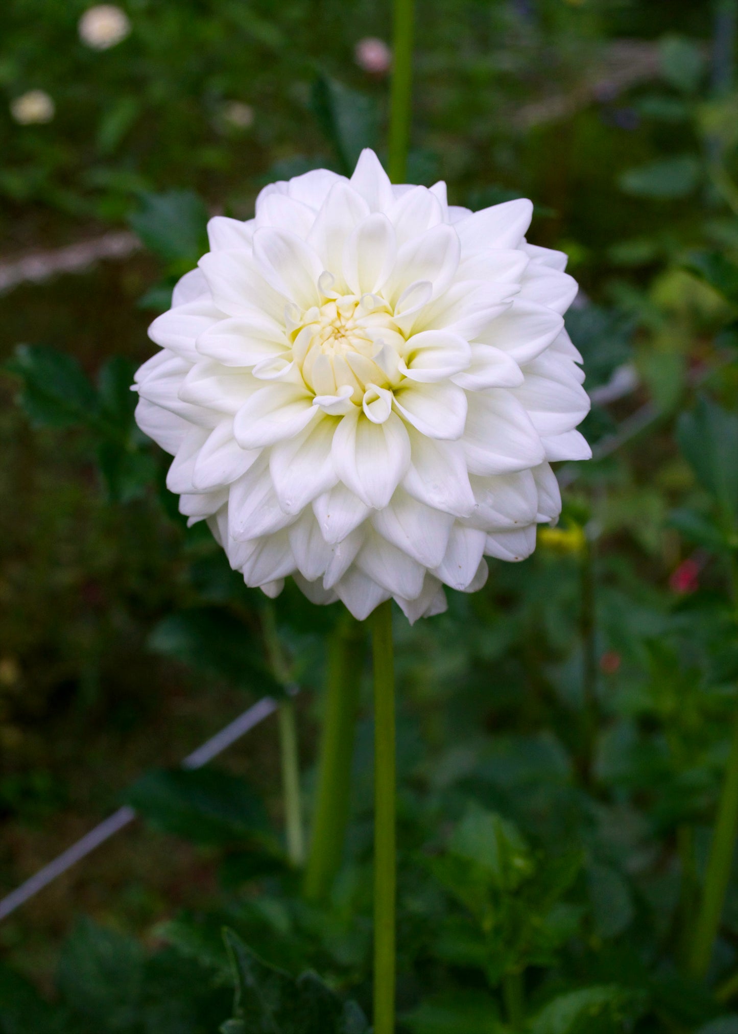 Dahlia Salish Snow Day