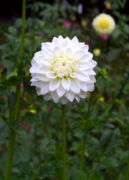 Dahlia Salish Snow Day