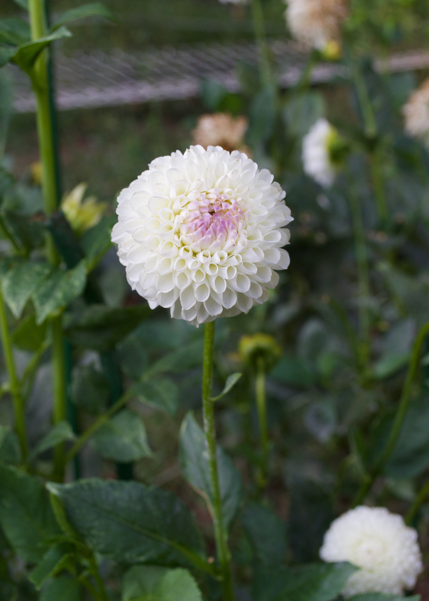 Hollyhill Miss White - Grower's Grade 40% OFF