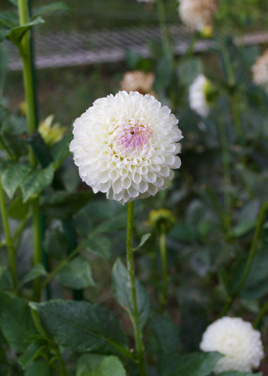 Hollyhill Miss White - Grower's Grade 40% OFF