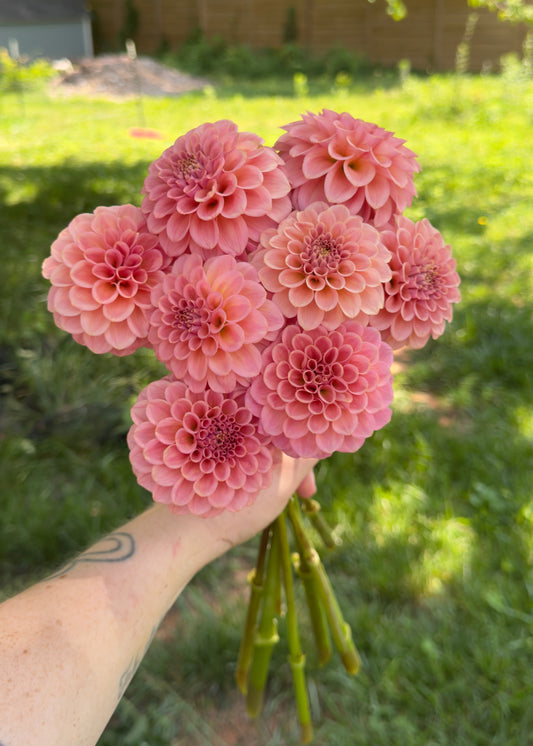 Dahlia Rock Run Ashley