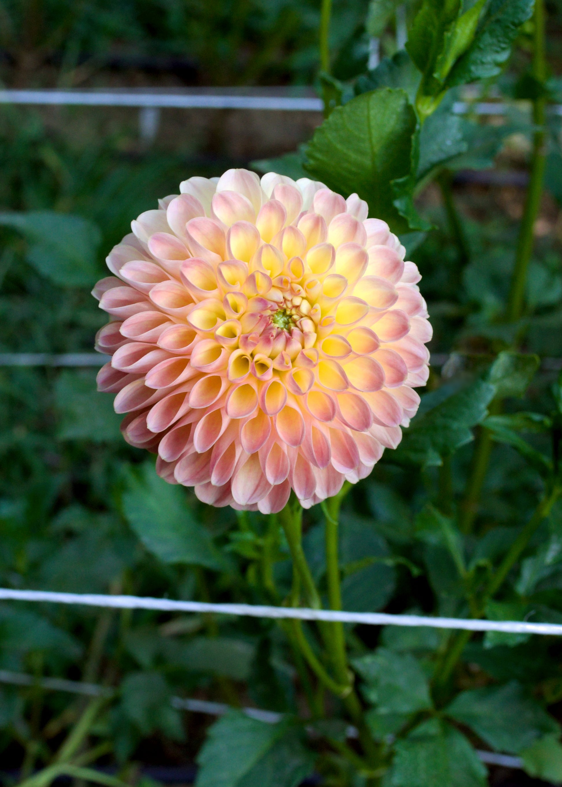 Dahlia Jowey Paula