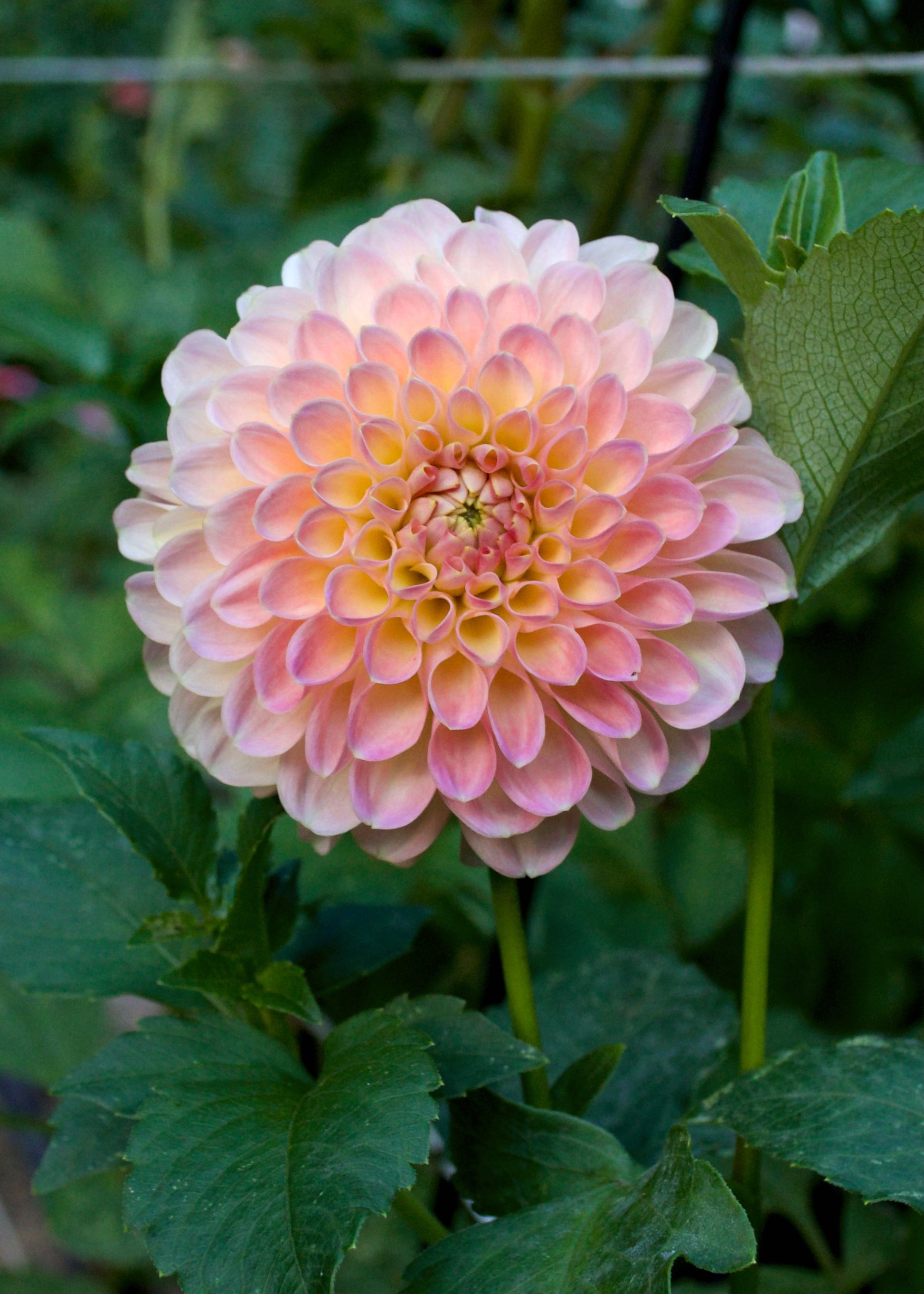 Dahlia Jowey Paula