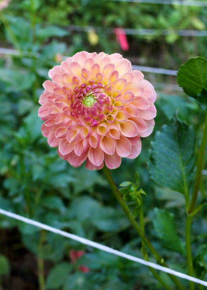 Dahlia Jowey Paula