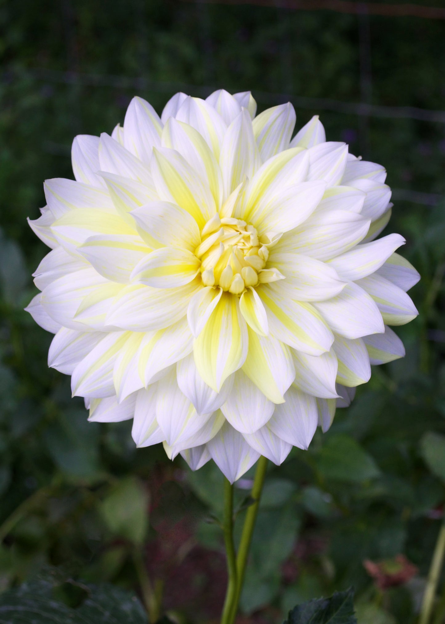 Dahlia La Luna