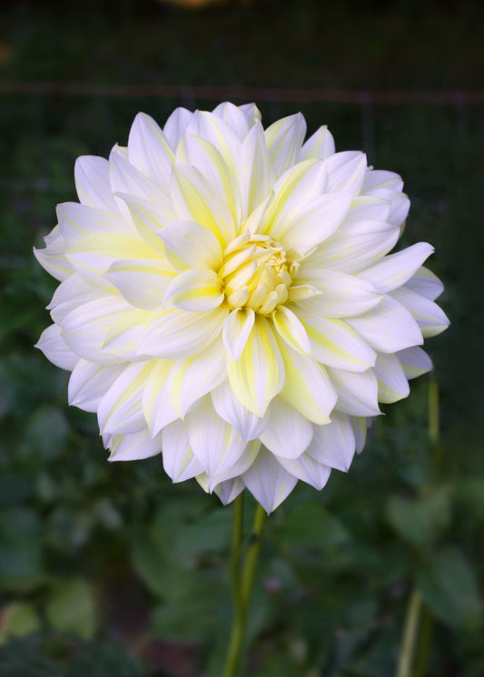 Dahlia La Luna